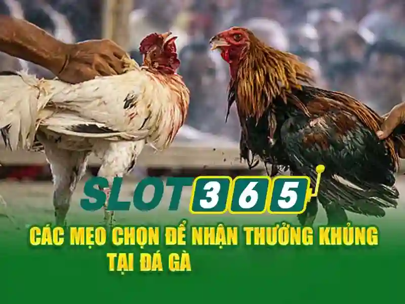 Giao diện nhà cái hoàn hảo