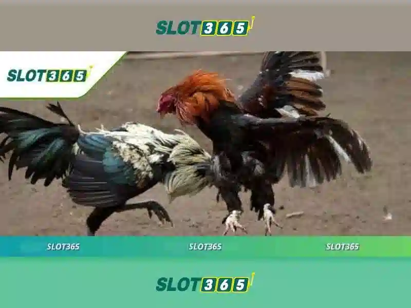 slot365 xx.vip: Khám phá nền tảng giải trí và trò chơi an toàn