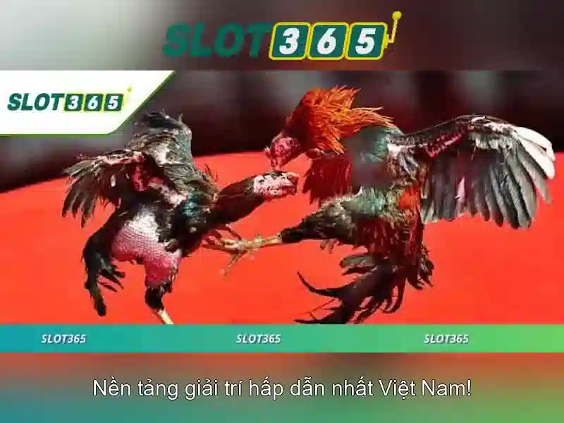Slot365 là một nền tảng giải trí trực tuyến