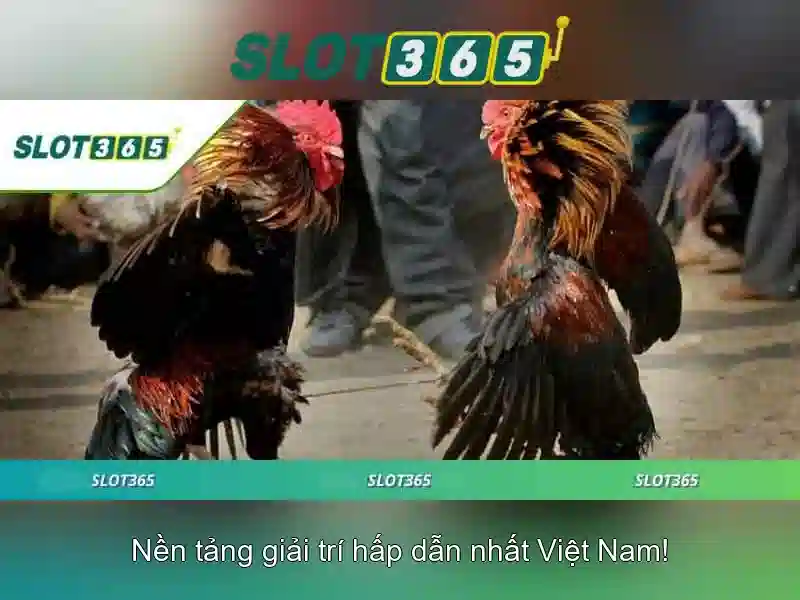 Slot365: Đánh giá tổng quan về sàn cược trực tuyến Giao diện nhà cái hoàn hảo